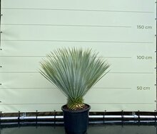 Palmboom - Yucca Rostrata Top Merken Winkel